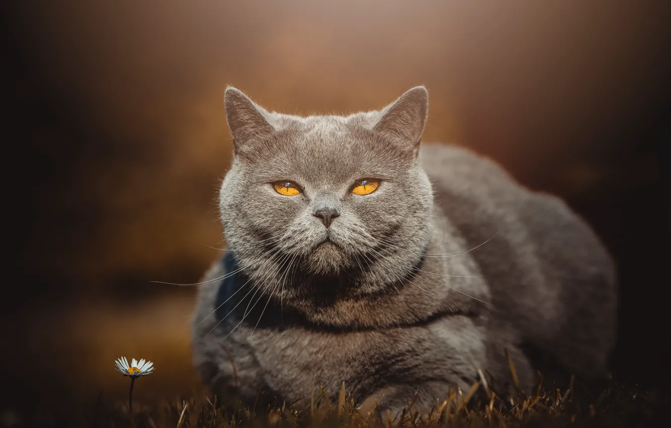 Photo wallpaper cat, cat, look, face, grey, background, stay, portrait