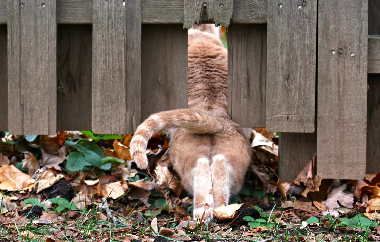 Photo wallpaper cat, the fence, paws, tail, fluidity