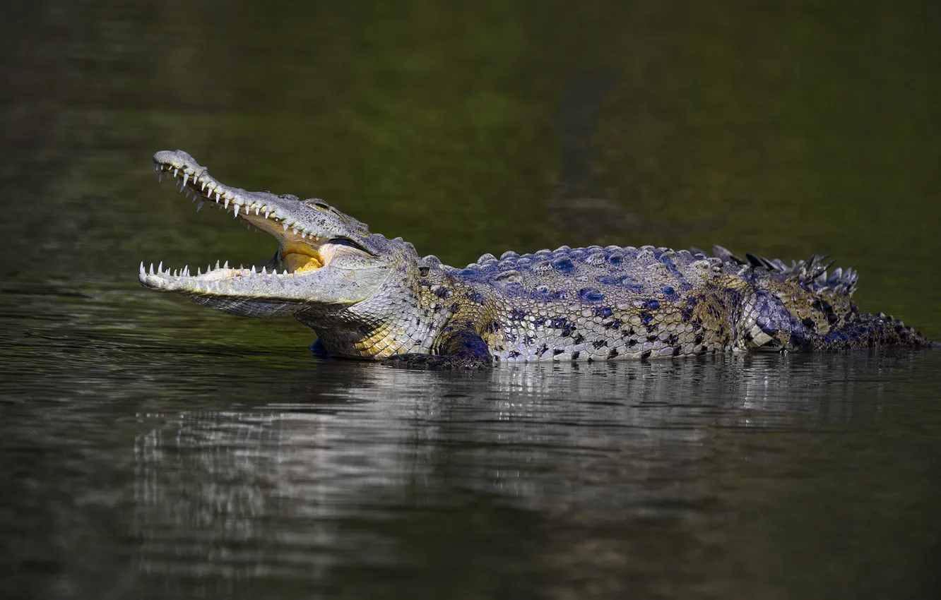 Photo wallpaper crocodile, mouth, pond