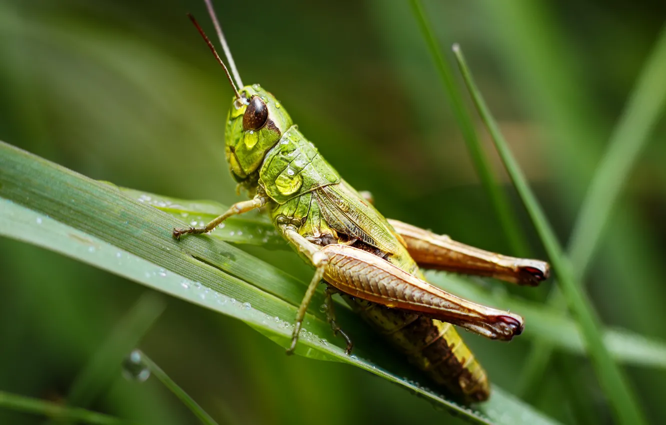 Photo wallpaper grass, macro, grasshopper