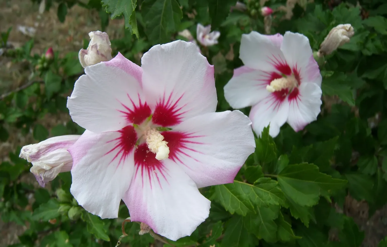Photo wallpaper flowers, pair, white, hibiscus, Meduzanol ©