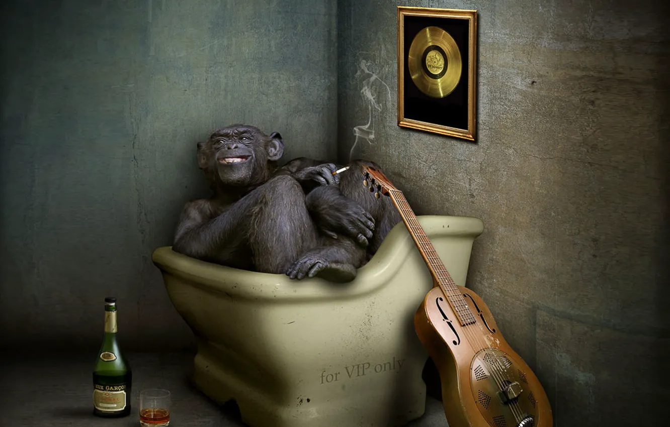 Photo wallpaper guitar, monkey, cognac