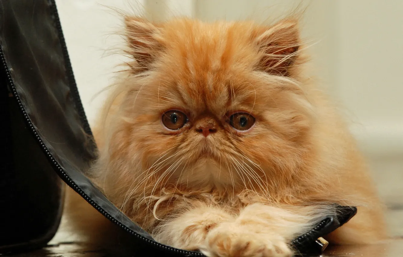 Photo wallpaper cat, cat, look, muzzle, red, fluffy, red cat, Persian cat