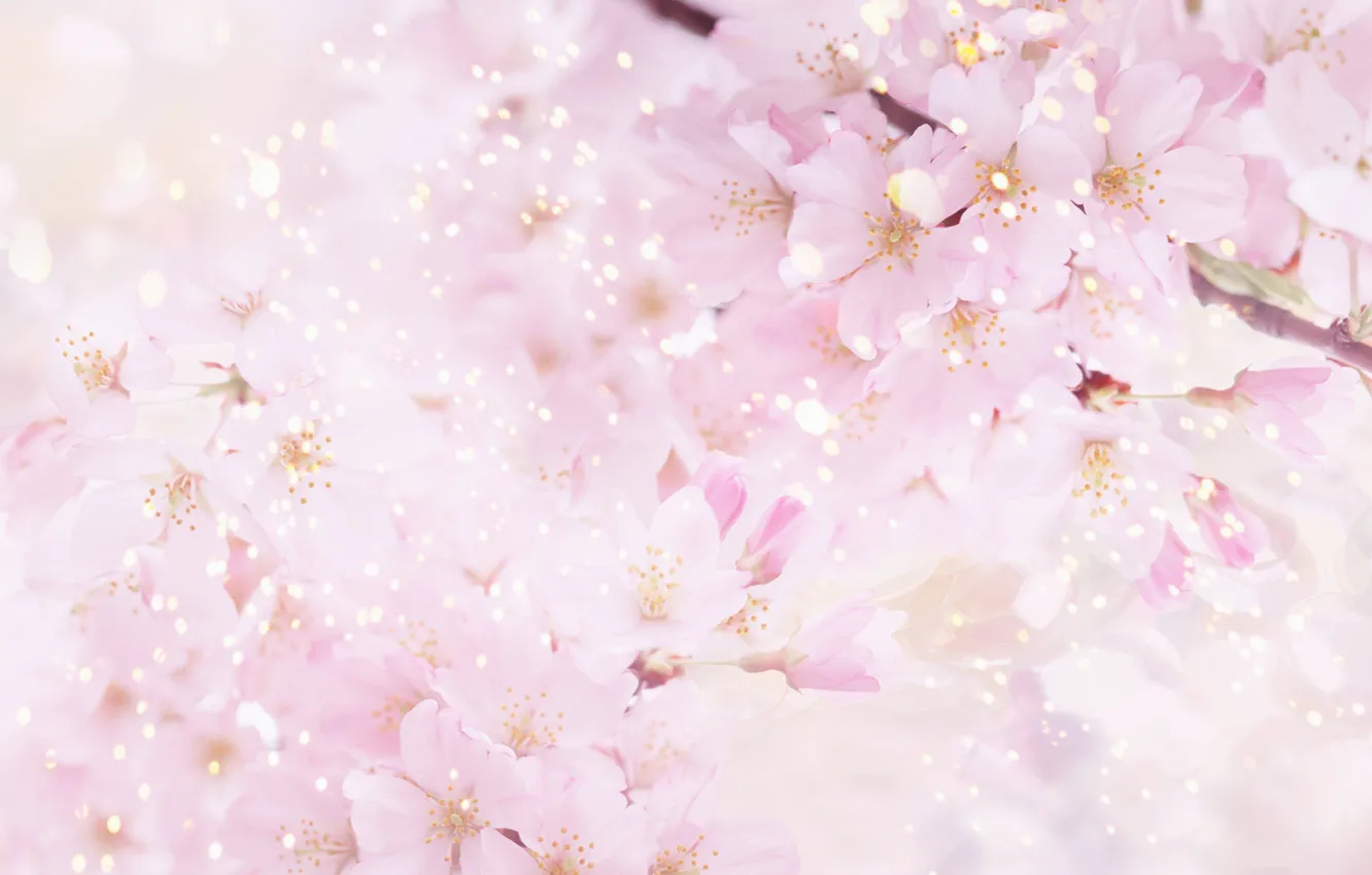 Photo wallpaper flowers, nature, cherry, pink, spring, petals, Sakura, flowering