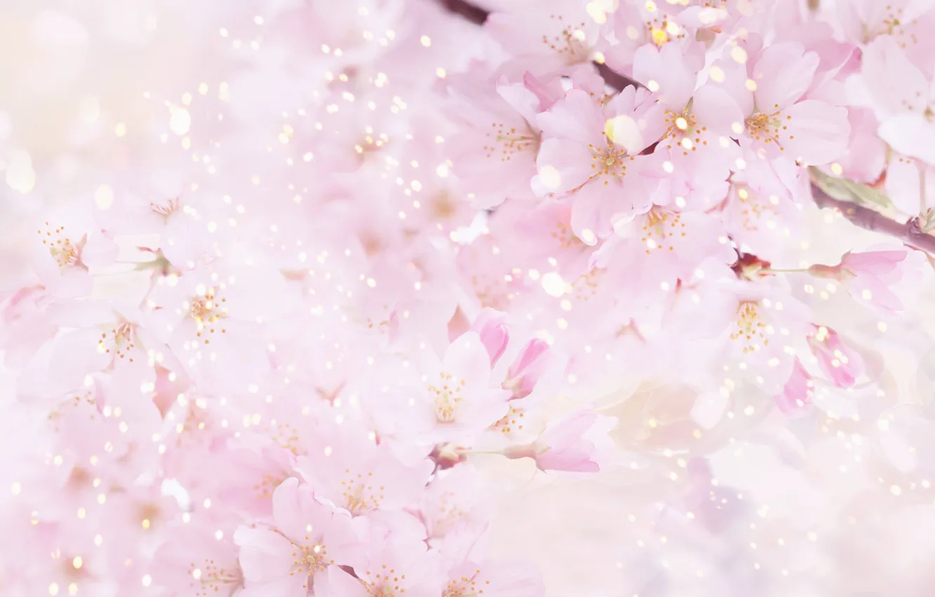 Photo wallpaper flowers, nature, cherry, spring, petals, Sakura, pink, flowering