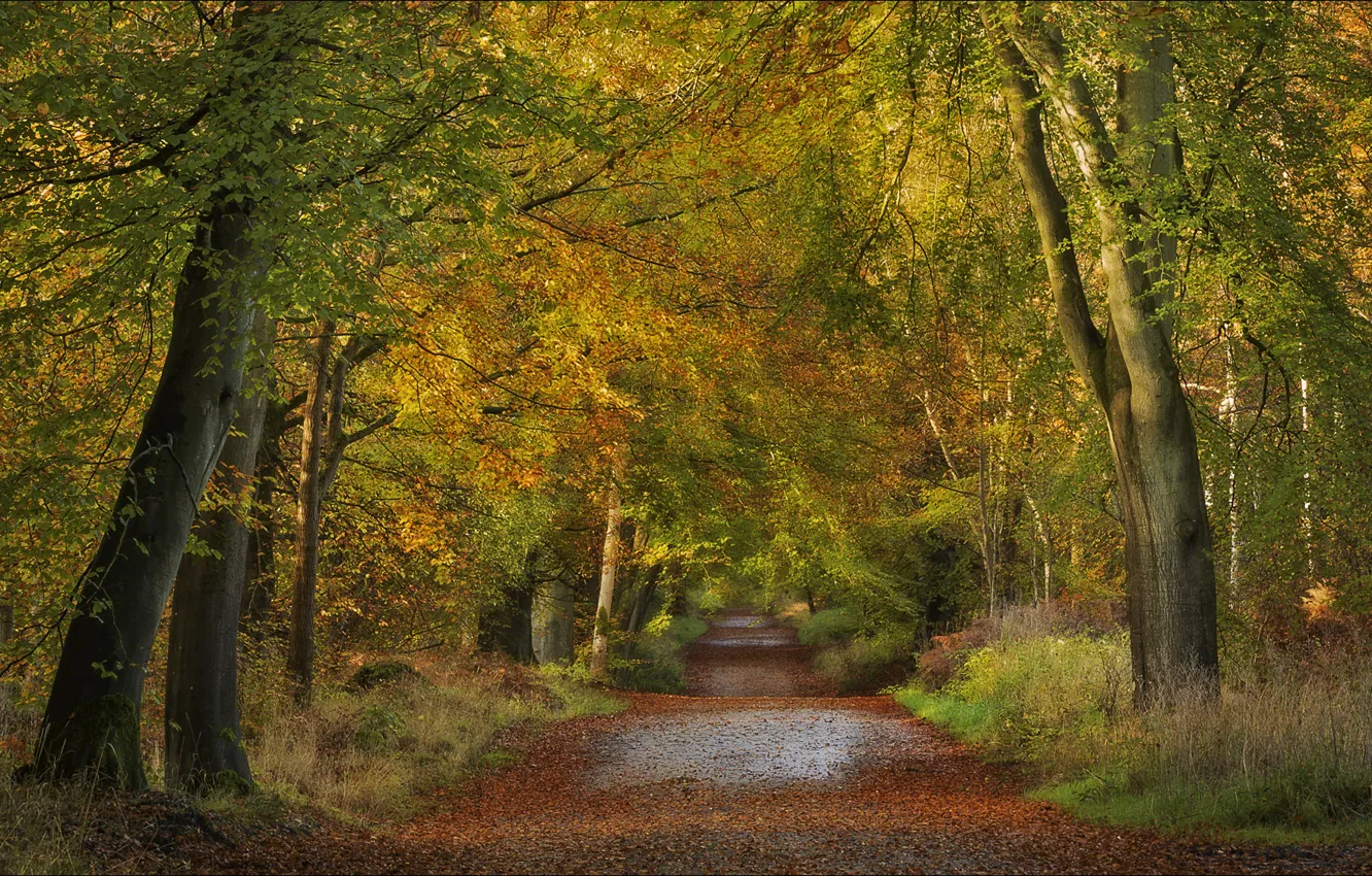 Photo wallpaper road, autumn, forest, trees, England, England, Wiltshire, Wiltshire