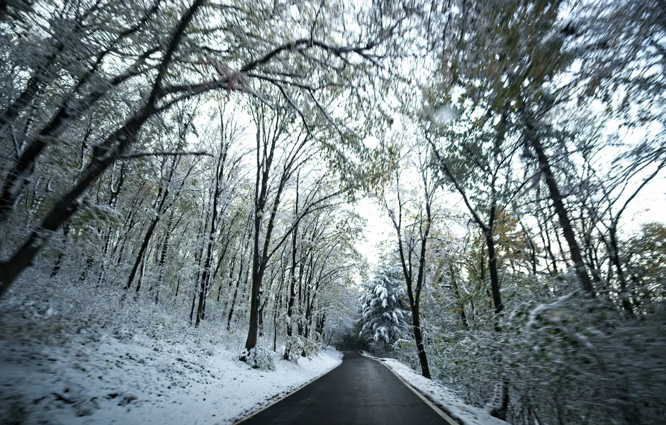 Photo wallpaper Winter, Road, Snow, Forest, Winter, Snow, Road, Forest