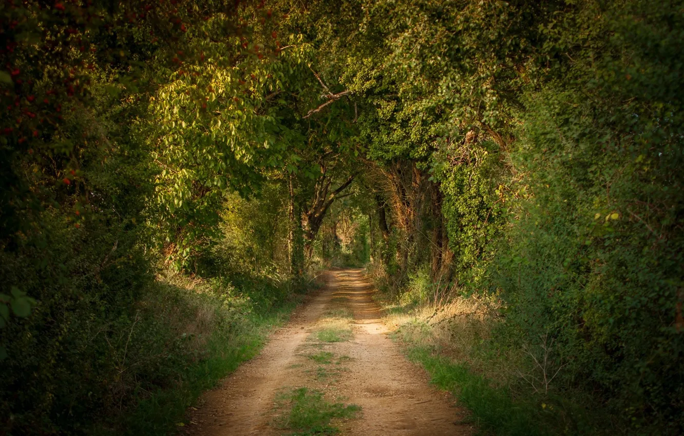 Photo wallpaper road, trees, the tunnel