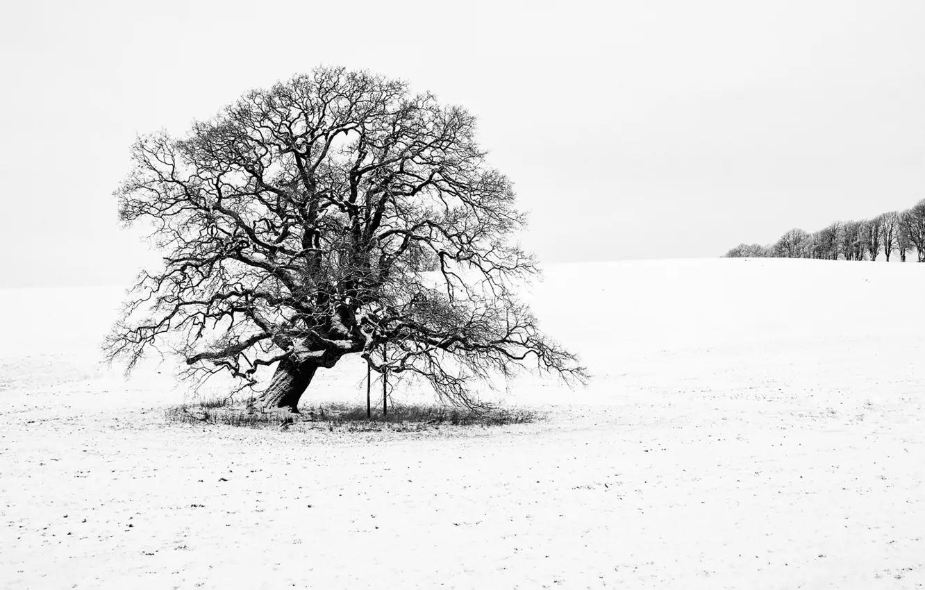 Photo wallpaper winter, snow, tree, branches, countryside, cloudy