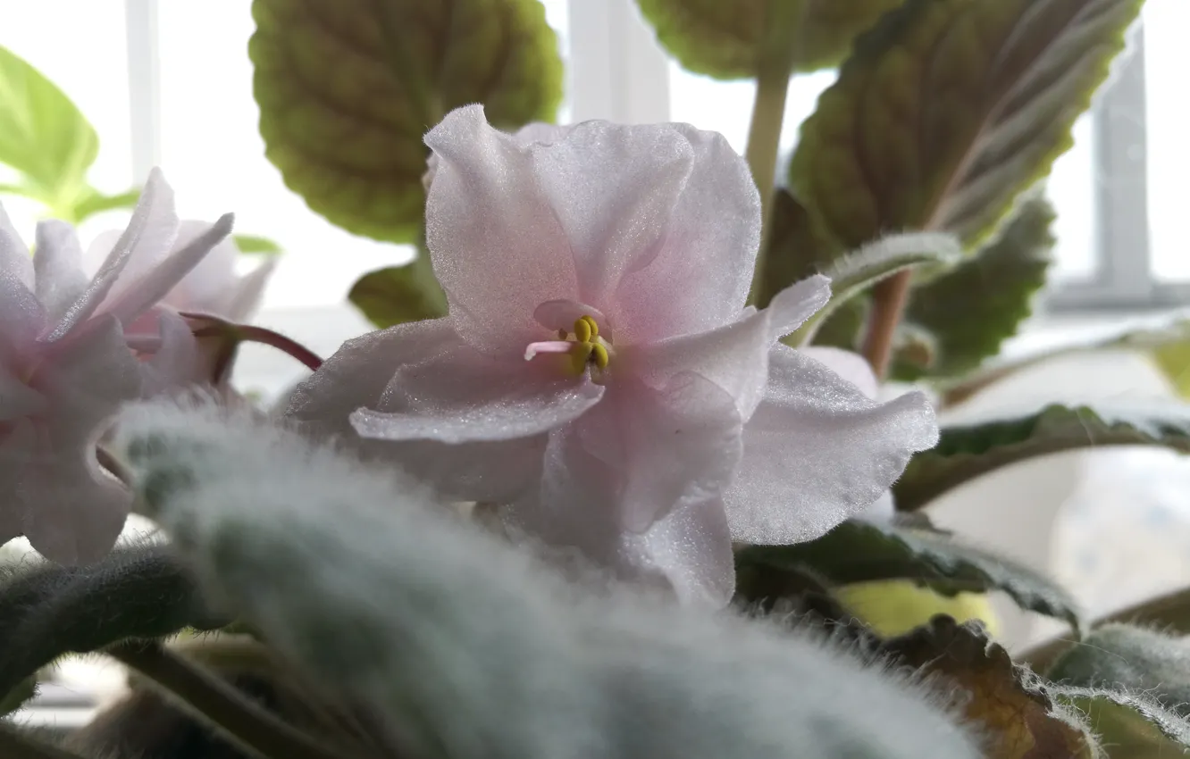 Photo wallpaper light, flowers, plant, pink, violet