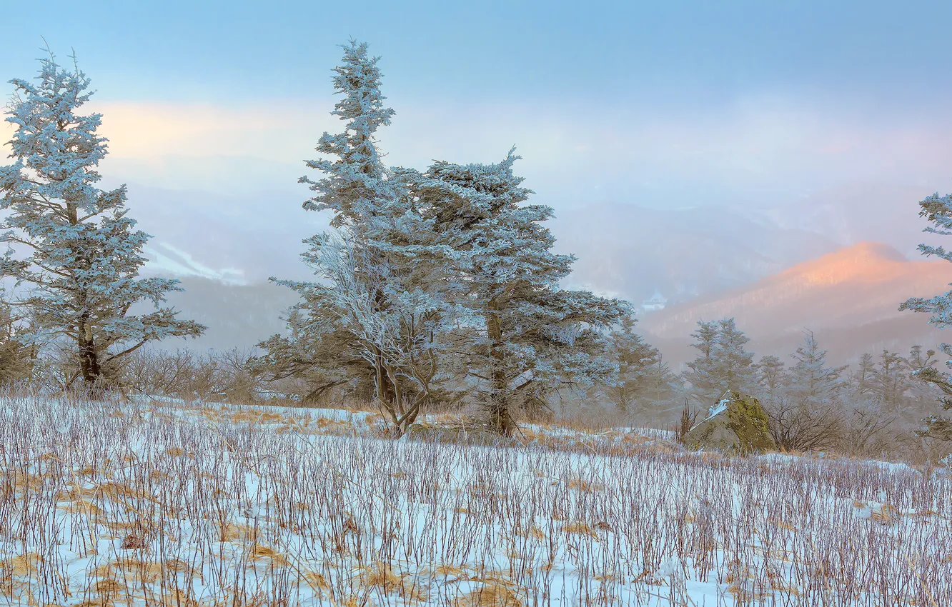 Photo wallpaper winter, snow, trees, dry grass