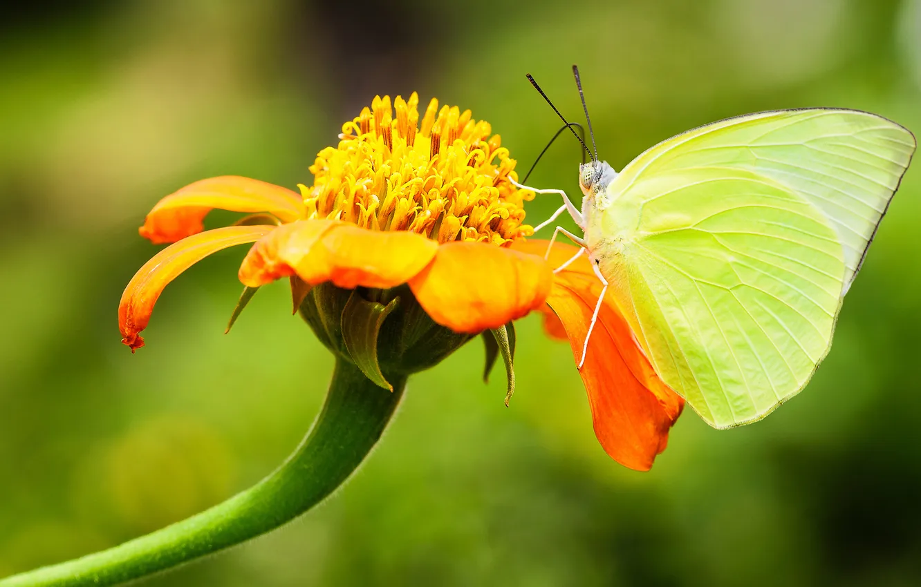 Photo wallpaper summer, flowers, butterfly, focus, insect