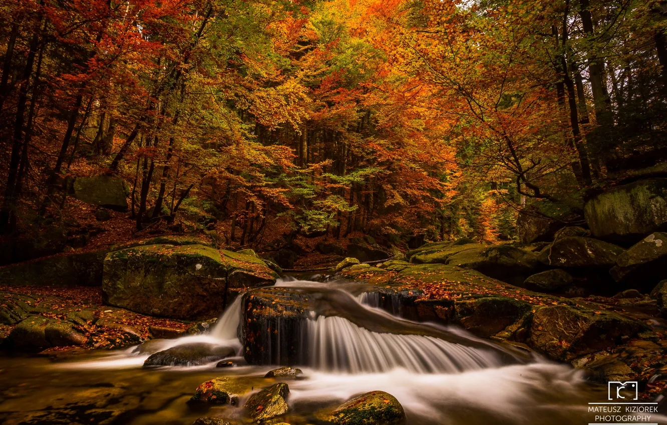 Photo wallpaper autumn, forest, leaves, water, trees, nature, river