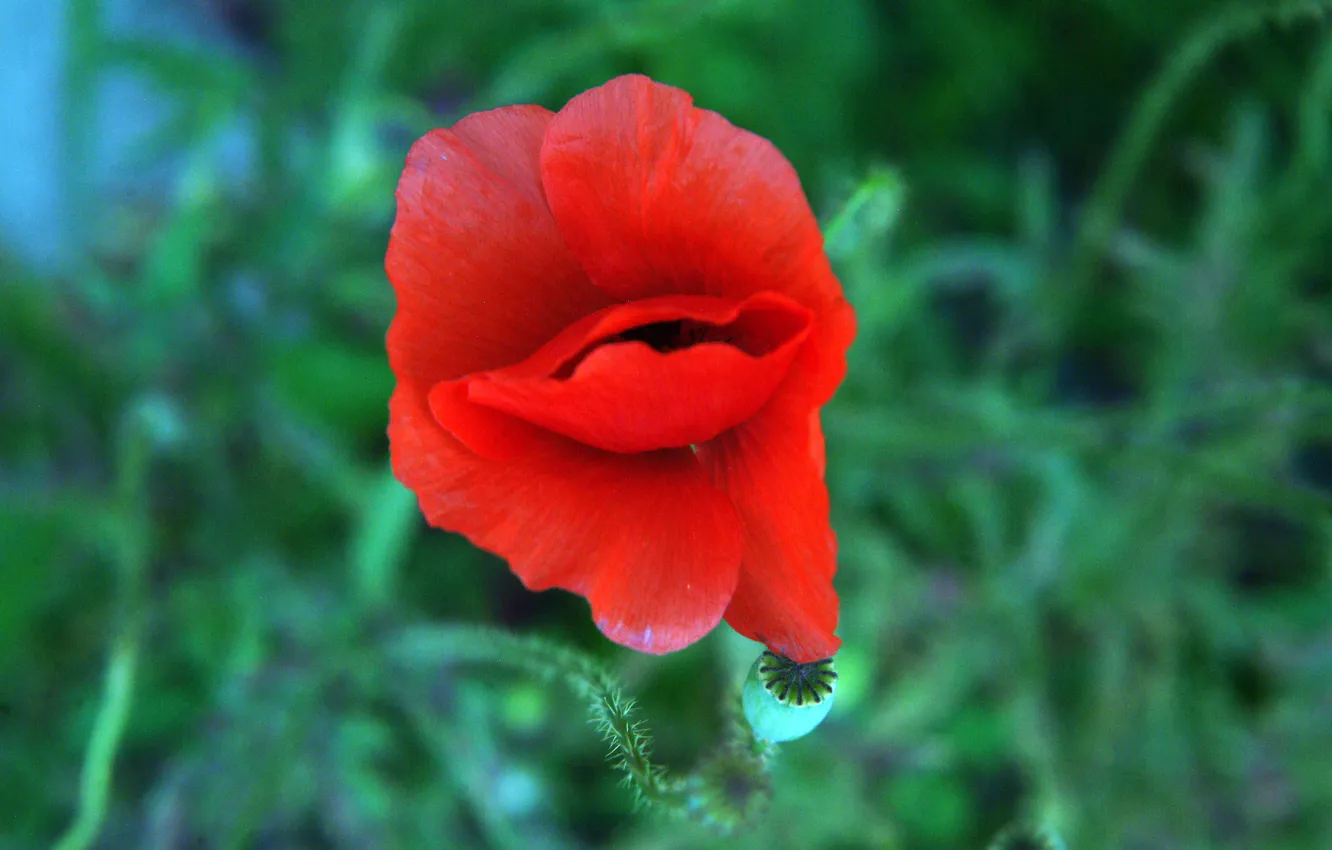 Photo wallpaper flowers, red, Mac, petals