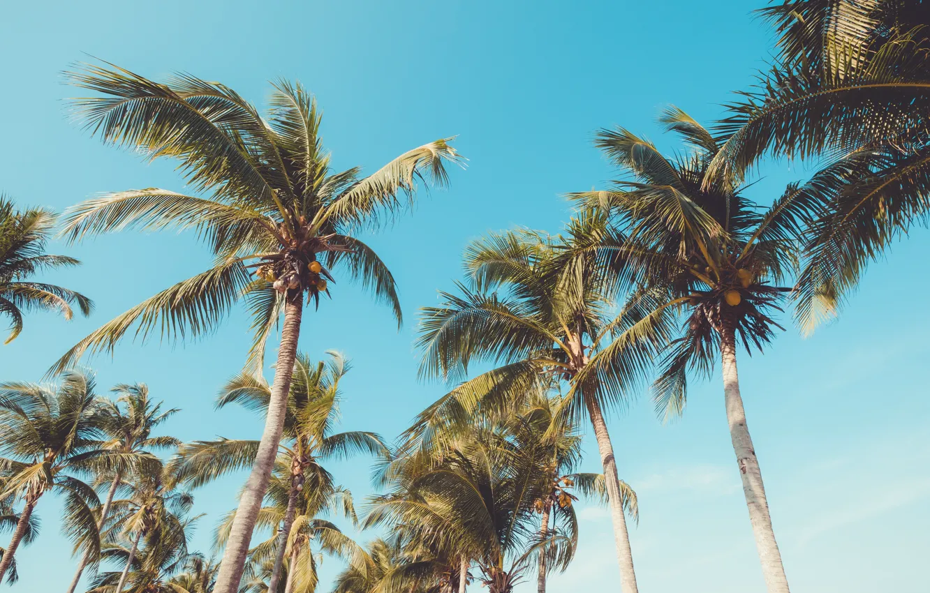 Photo wallpaper beach, summer, the sky, palm trees, shore, summer, beach, seascape