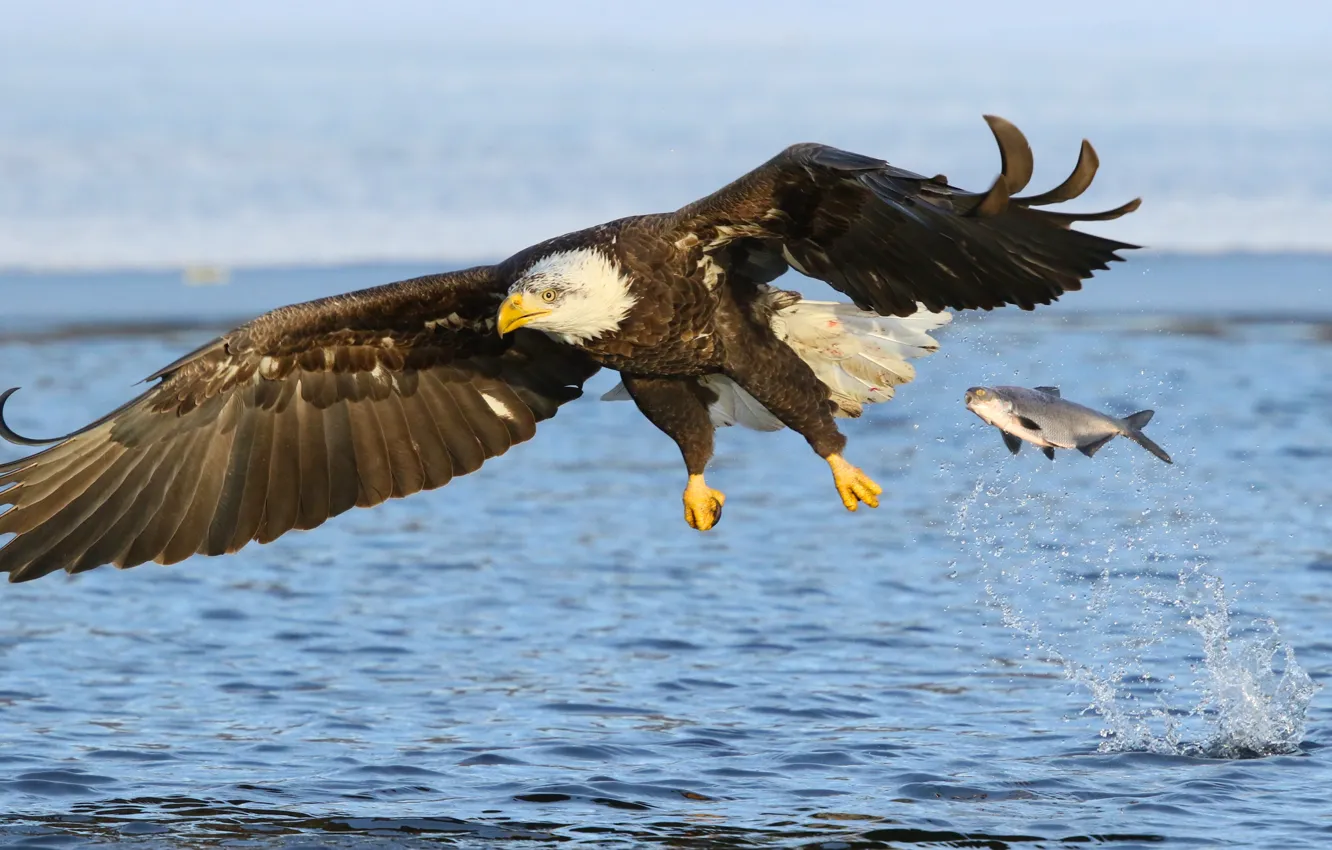 Photo wallpaper water, flight, river, bird, wings, the situation, fish, predator