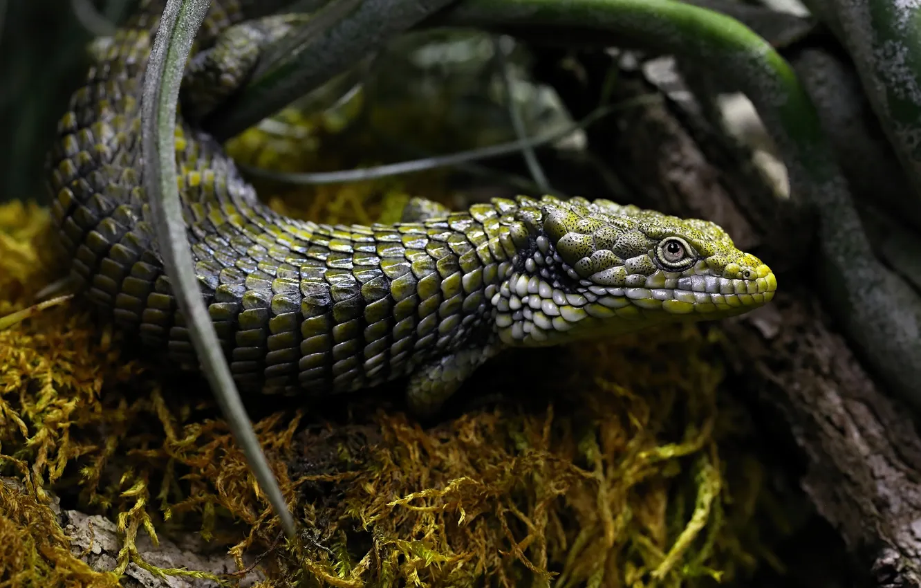 Photo wallpaper look, branches, lizard