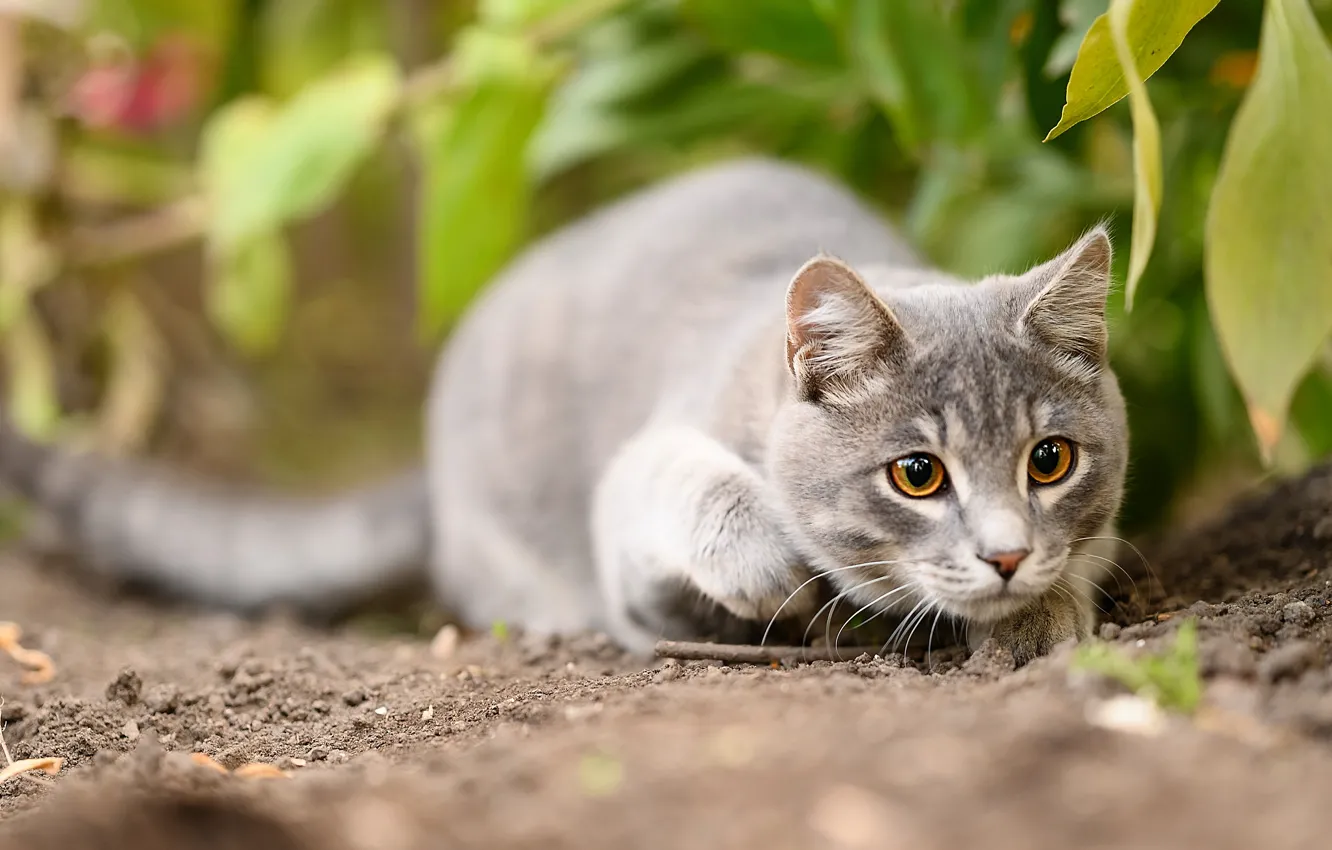Photo wallpaper cat, cat, look, face, nature, pose, grey, predator