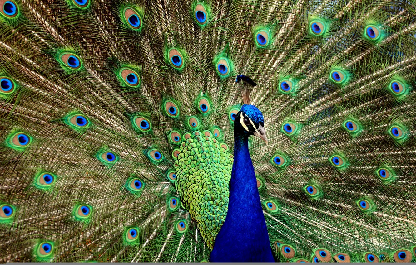Photo wallpaper bird, peacock, beautiful