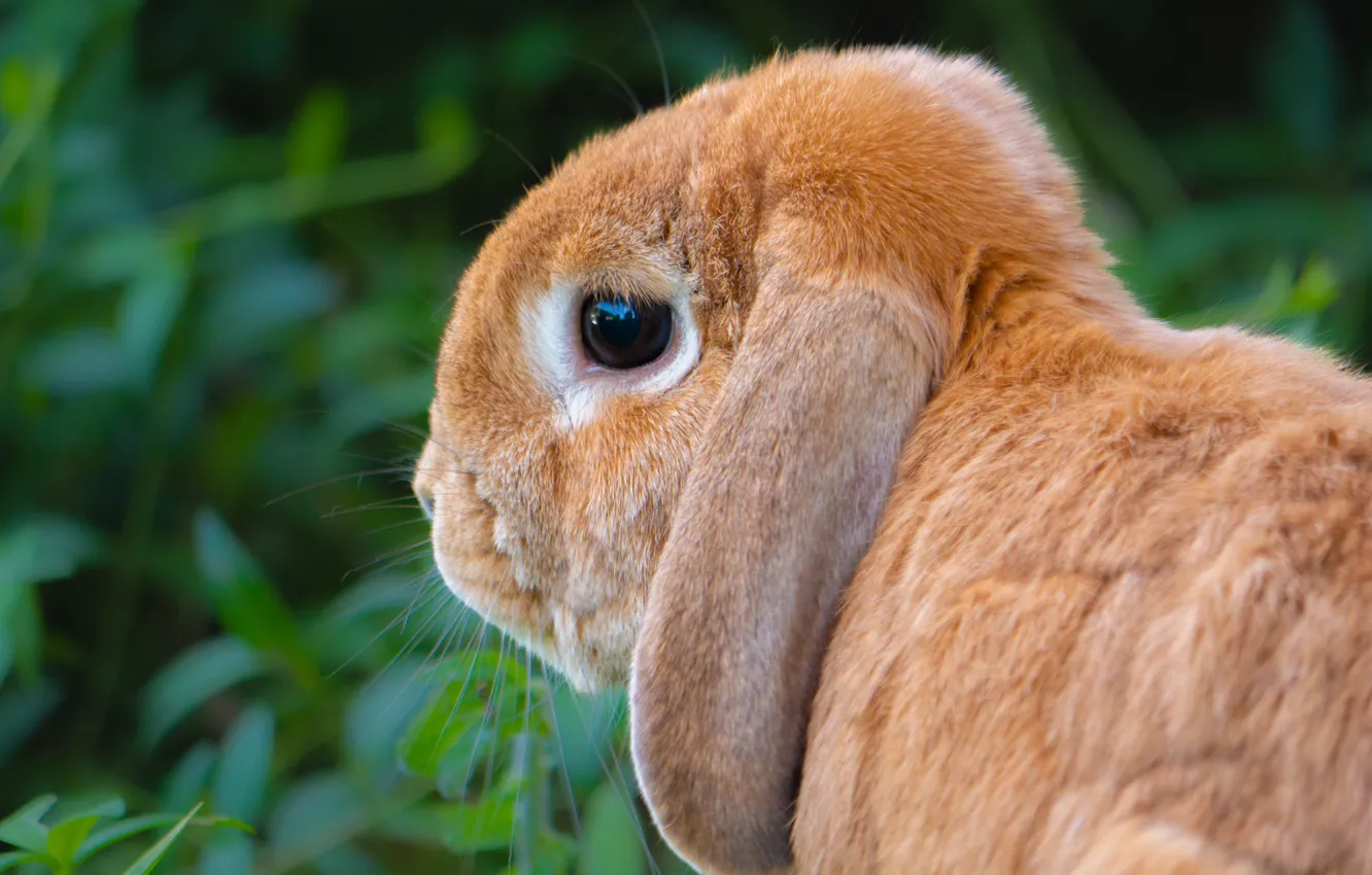 Photo wallpaper look, leaves, portrait, rabbit, fold, profile, red, face