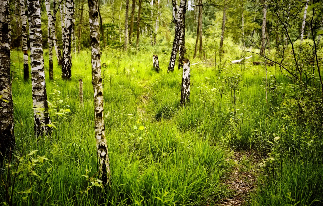Photo wallpaper forest, grass, birch