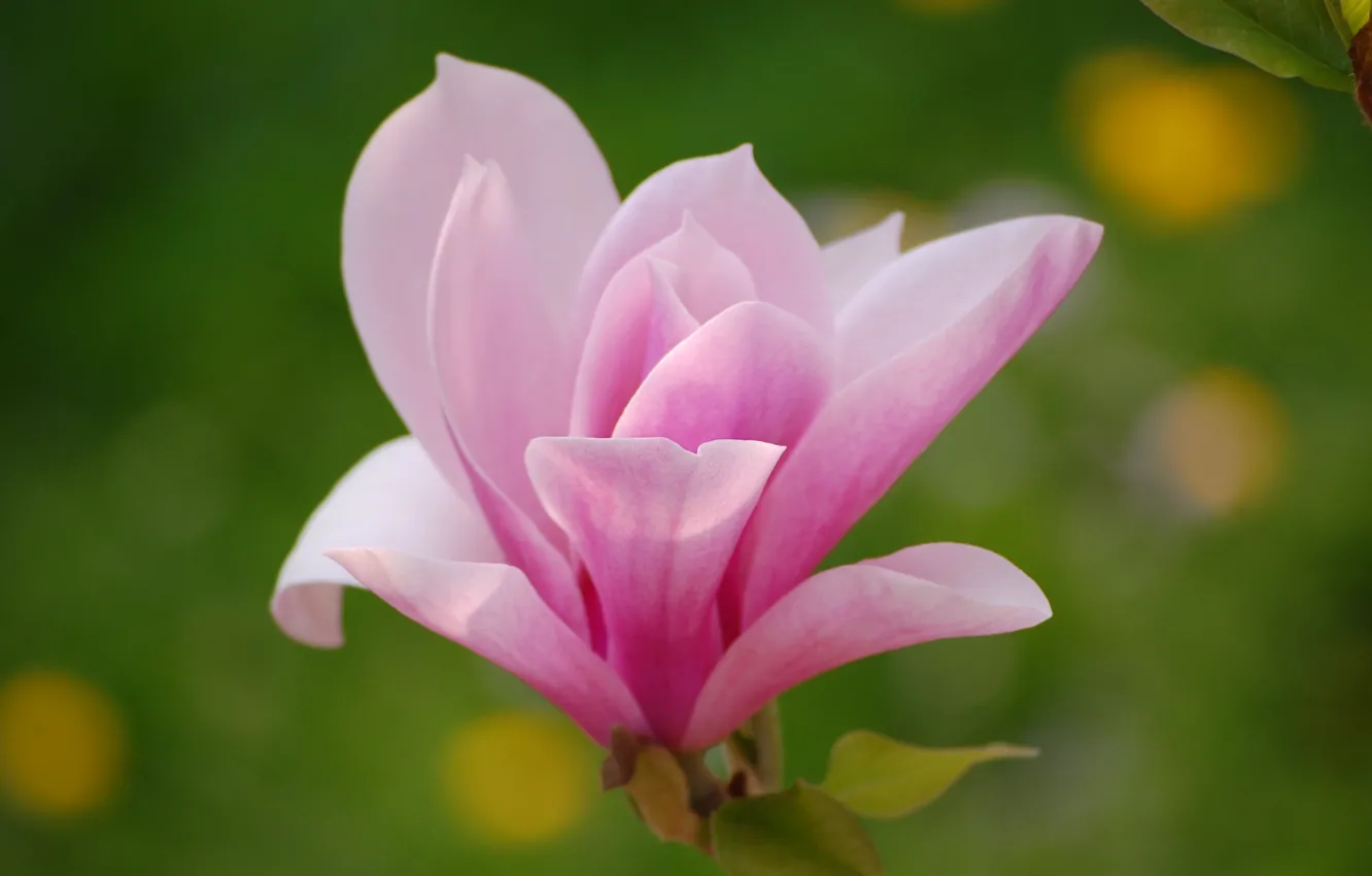 Photo wallpaper flower, macro, light, flowers, pink, petals, Magnolia