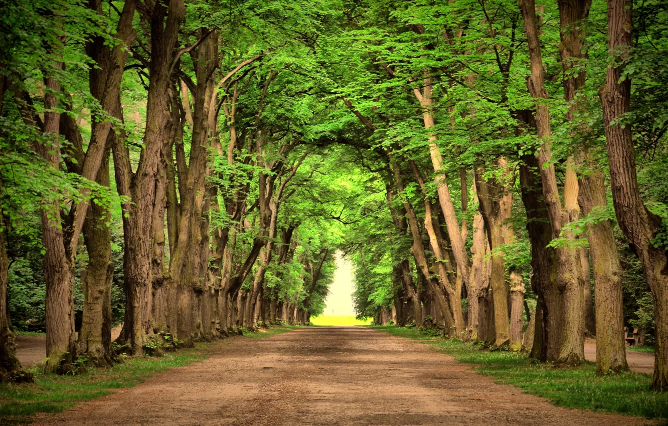 Photo wallpaper light, trees, nature, Park, alley