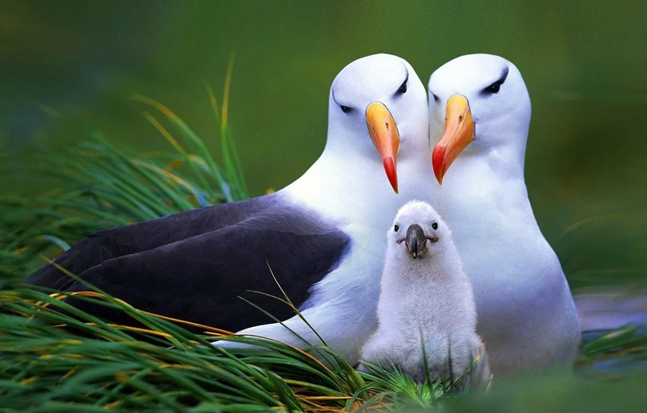 Photo wallpaper animals, birds, funny, wildlife, proud parents