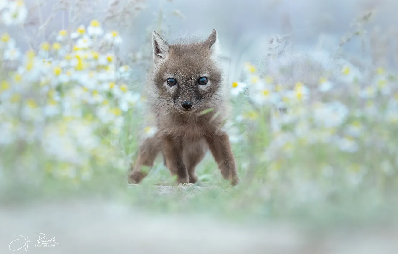 Photo wallpaper flowers, baby, cutie, Fox, baby, Rudchenok Olga, Hello world!
