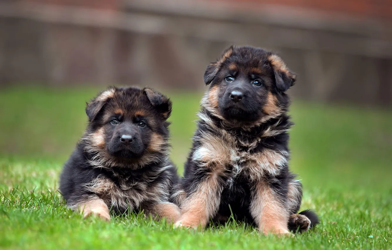 Photo wallpaper dog, puppy, German shepherd