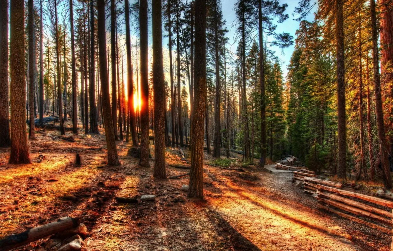 Photo wallpaper forest, the sun, nature