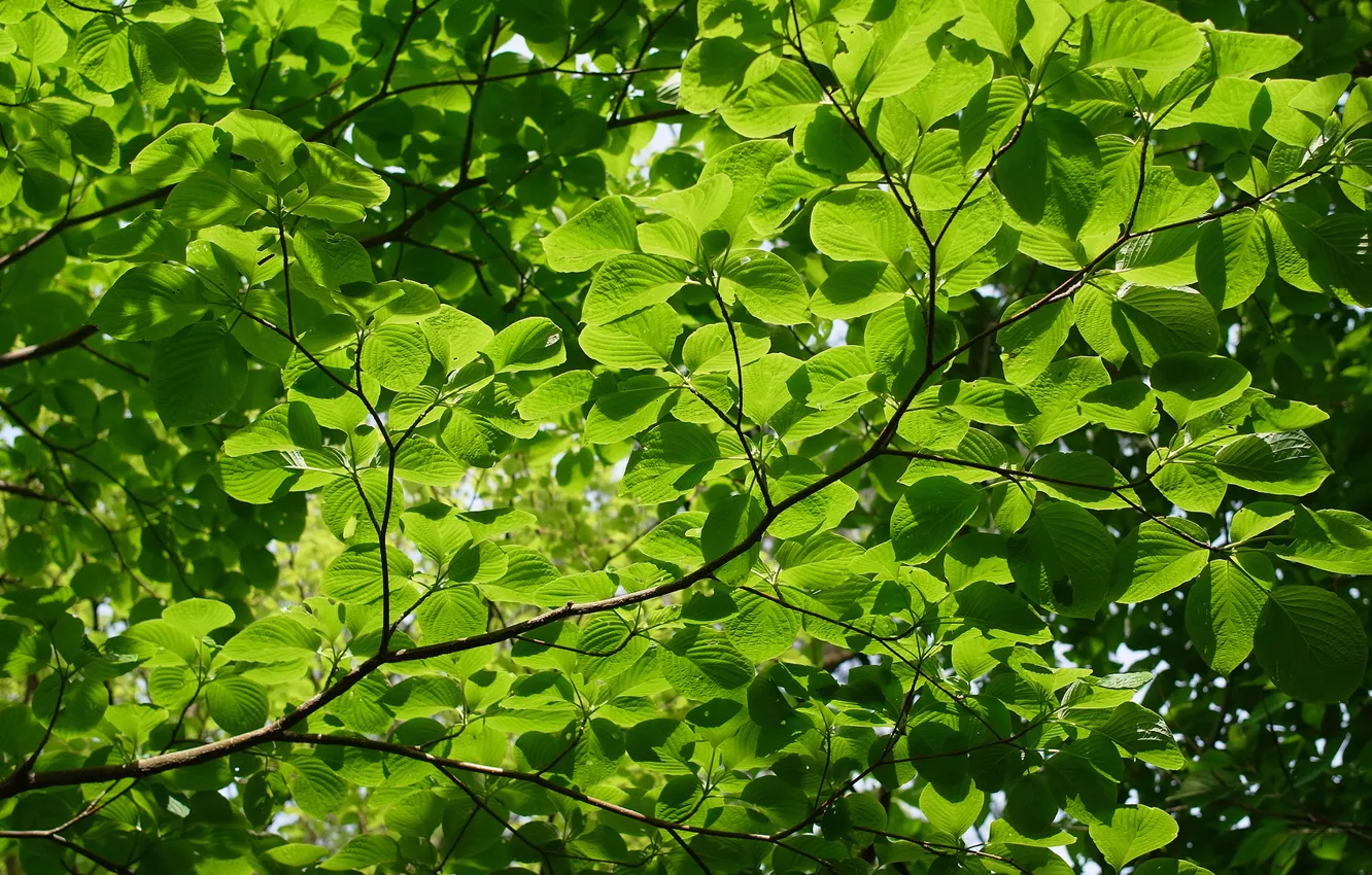 Photo wallpaper summer, trees, nature, branch, texture, green leaves, light green background