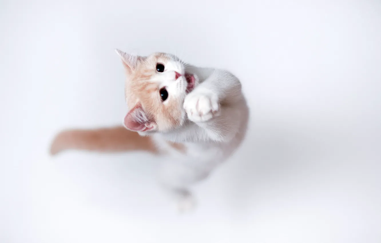Photo wallpaper cat, background, torode
