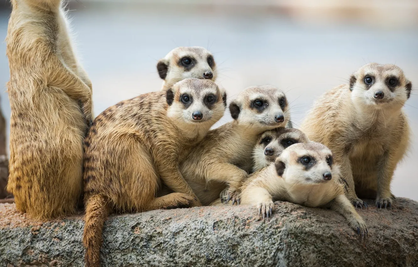 Photo wallpaper animal, cute, Mongoose, Meerkat, animal themes, group of animals