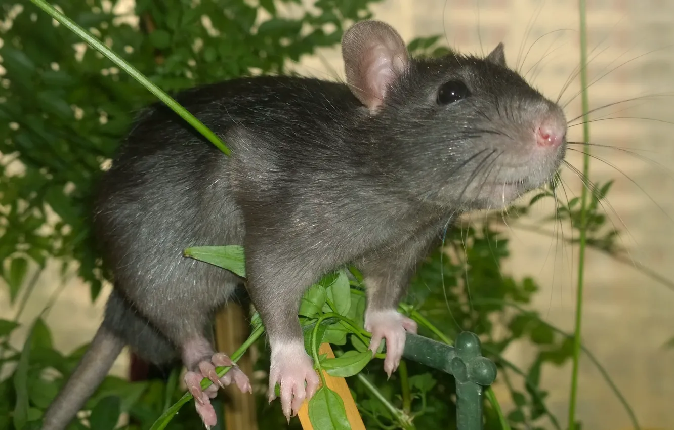 Photo wallpaper animals, rat, decorative, Dumbo