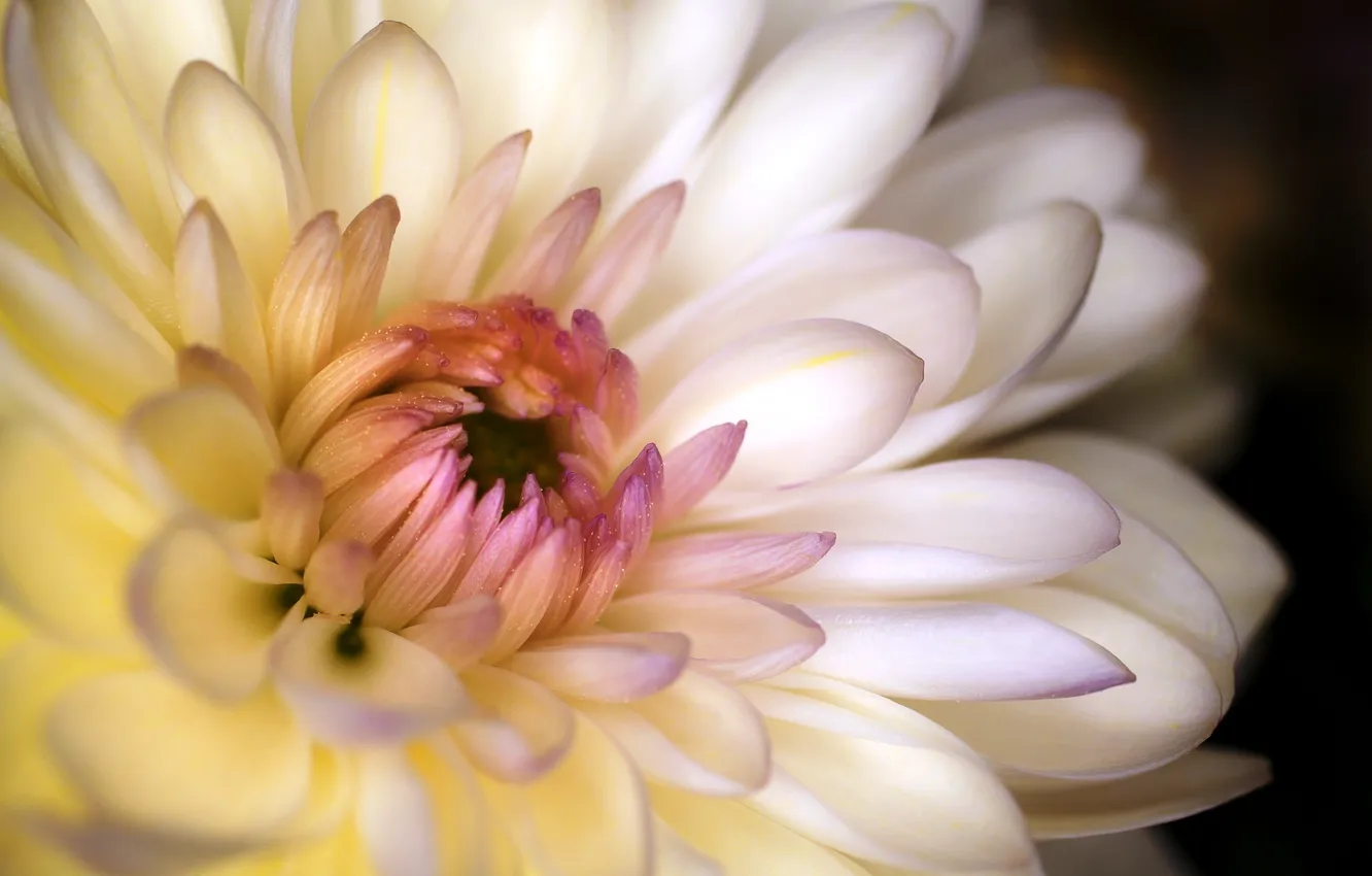 Photo wallpaper flower, macro, petals, white, chrysanthemum