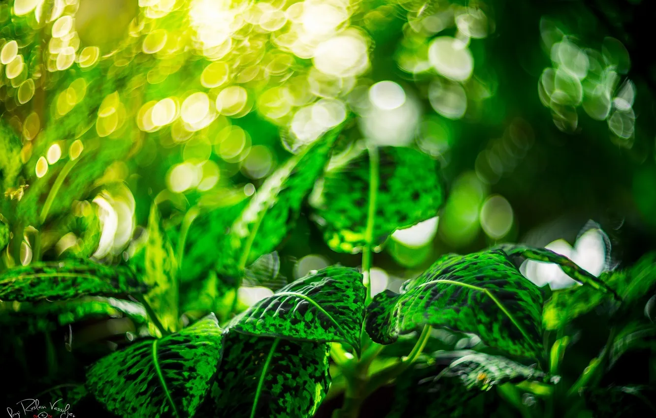 Photo wallpaper leaves, macro, light, green, glare