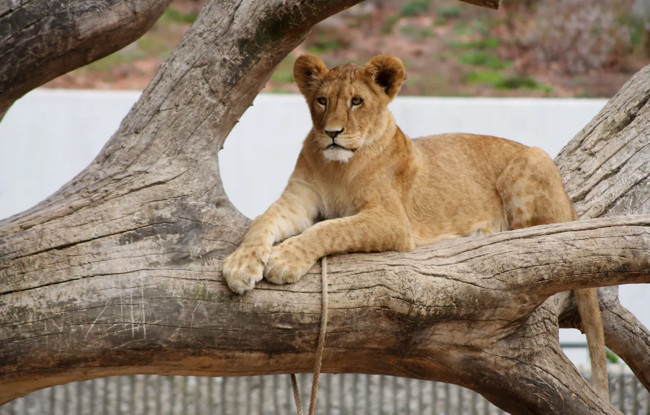 Photo wallpaper cat, snag, cub, lion