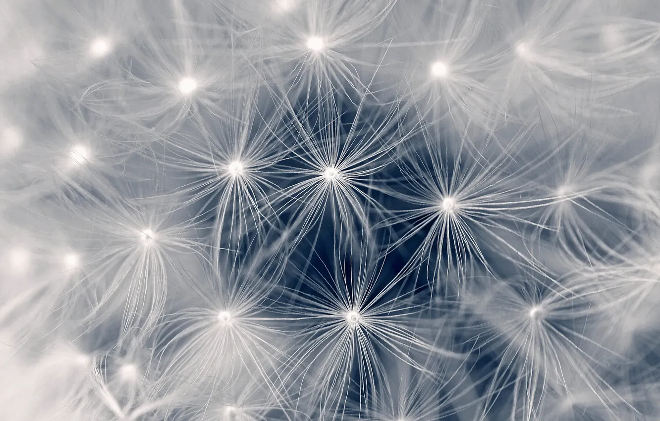 Photo wallpaper macro, dandelion, fluff