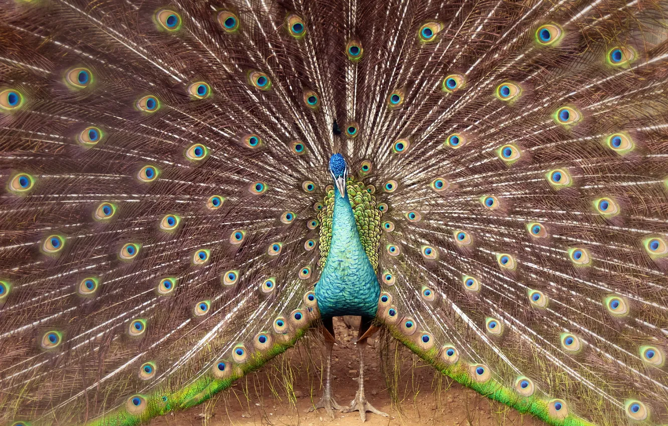 Photo wallpaper bird, peacock, serlunar
