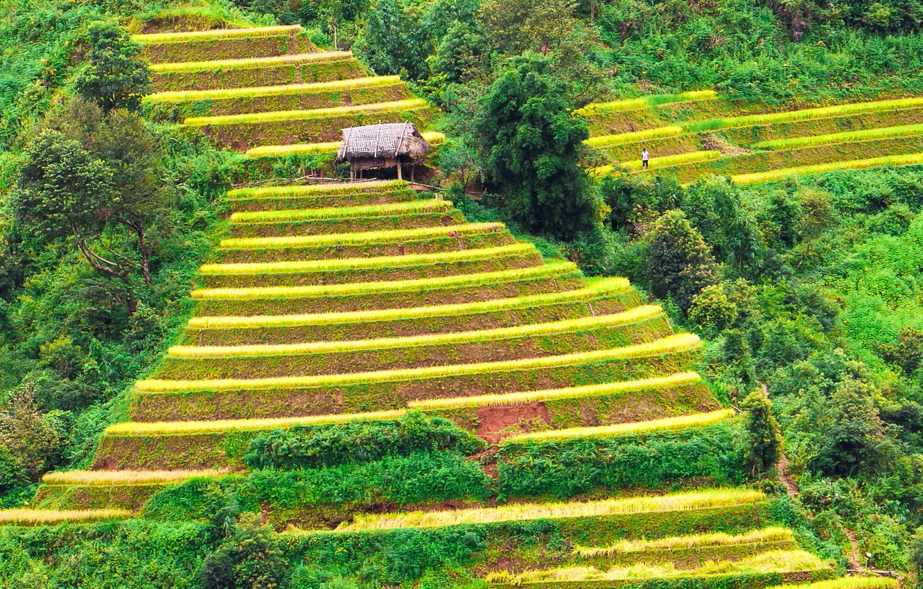 Photo wallpaper greens, field, house, the bushes, plantation