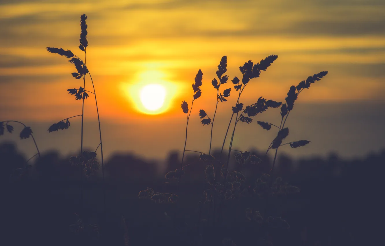 Photo wallpaper grass, sunset, stem, bokeh