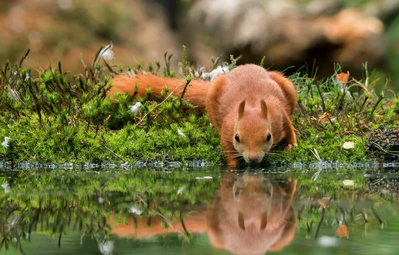 Photo wallpaper grass, water, pose, reflection, moss, plants, protein, muzzle