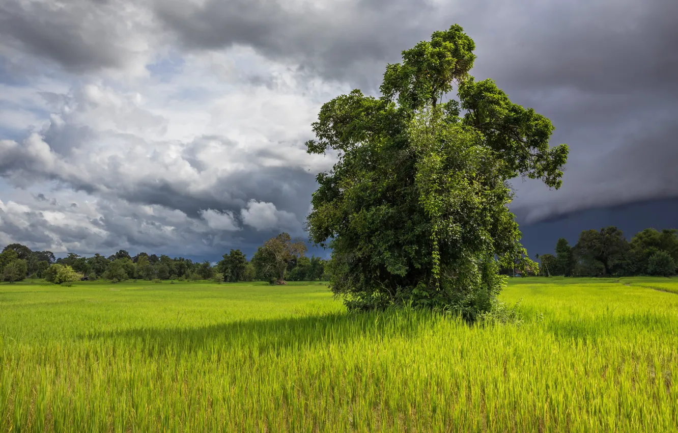 Photo wallpaper field, grass, clouds, trees