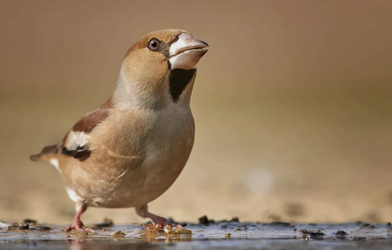 Photo wallpaper background, bird, beak