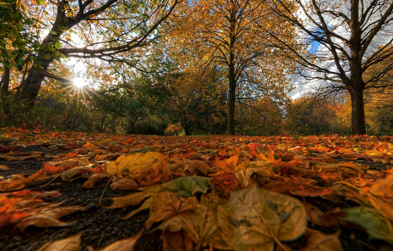 Photo wallpaper autumn, trees, Park, Germany, fallen leaves