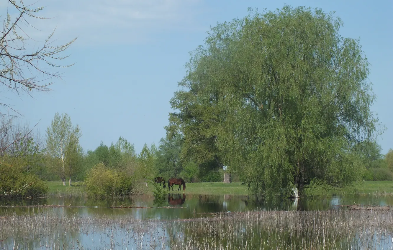 Photo wallpaper forest, trees, horses, spring, spill, horse, nature