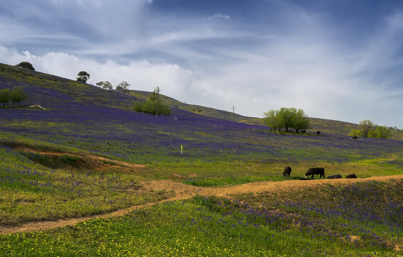 Photo wallpaper flowers, pasture, field, meadow, hills, cows