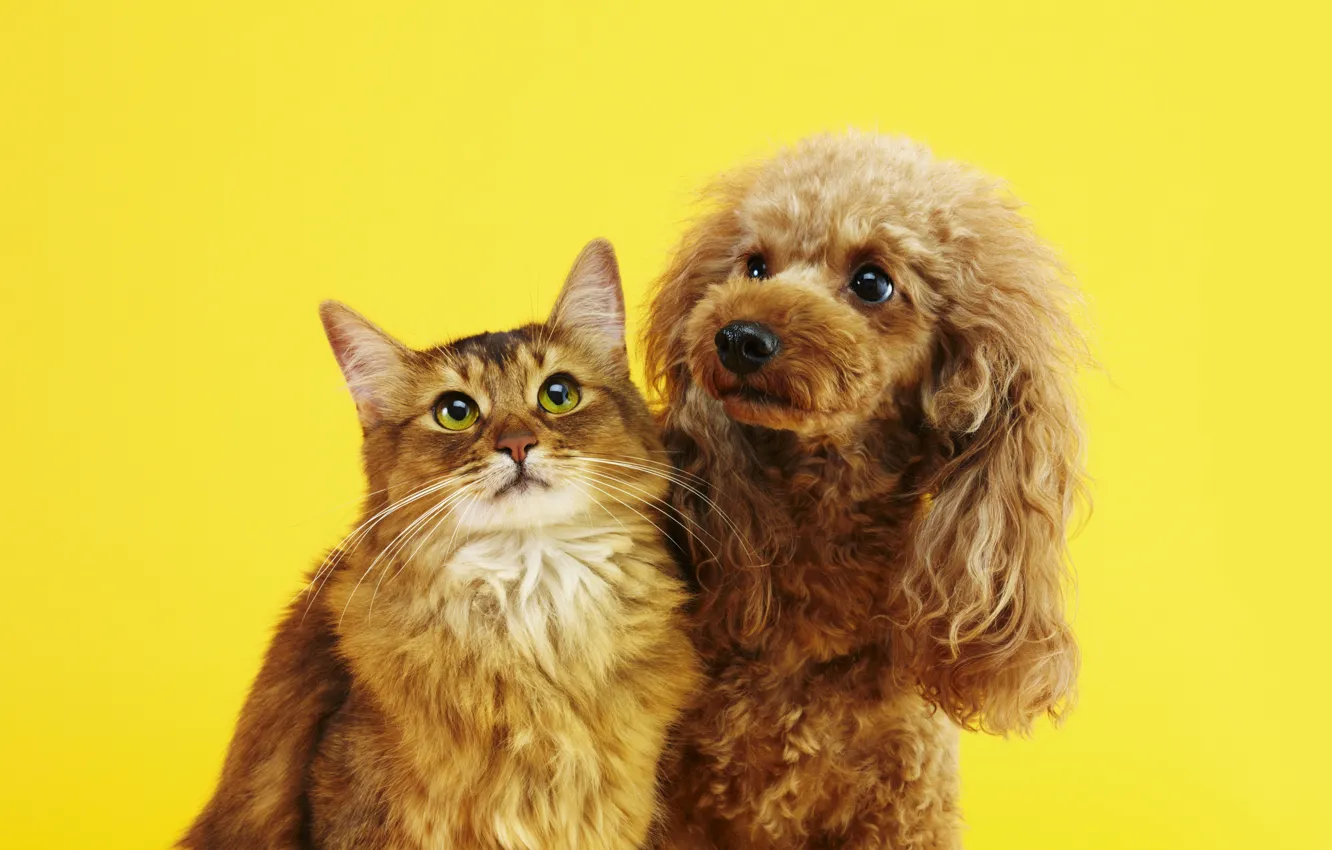 Photo wallpaper cat, cat, each, dog, pair, face