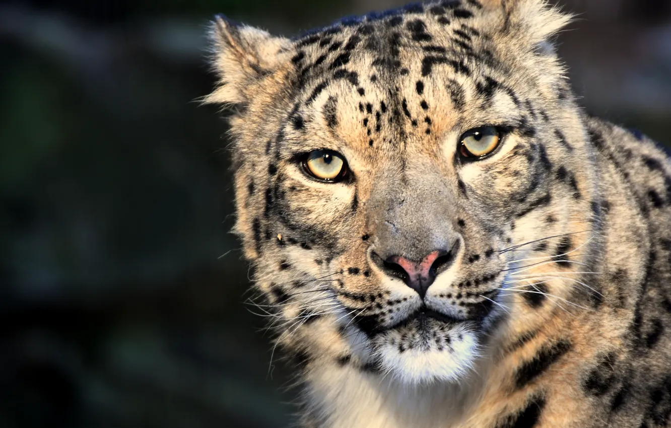 Photo wallpaper cat, eyes, look, snow leopard